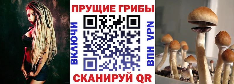 Псилоцибиновые грибы Psilocybe  hydra ТОР  Калининец  закладка 